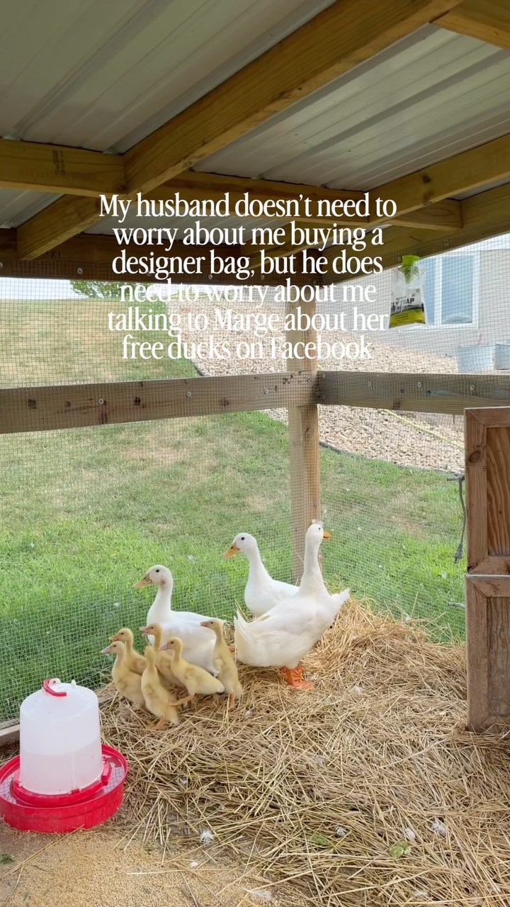 Welcome home babies!!! 

#ducks #ducklingsofinstagram #ducklings #homestead