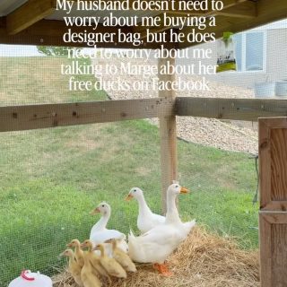 Welcome home babies!! 

#ducks #ducklings #homesteadhumor #homestead