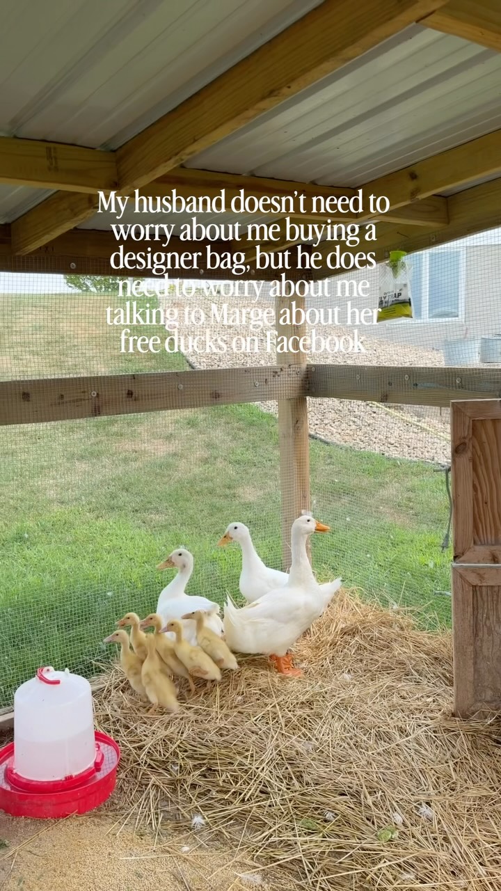 Welcome home babies!! 

#ducks #ducklings #homesteadhumor #homestead